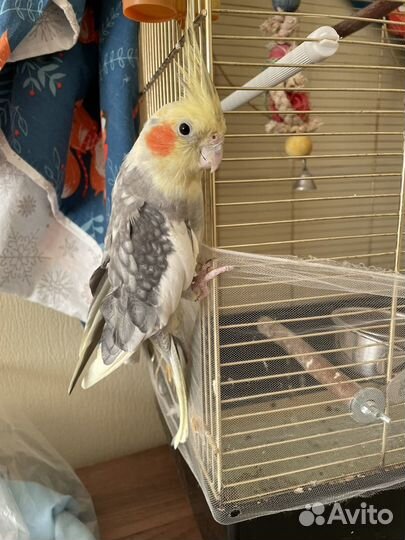 Попугай корелла девочка
