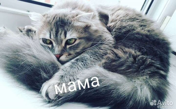 Кошка в дар бесплатно