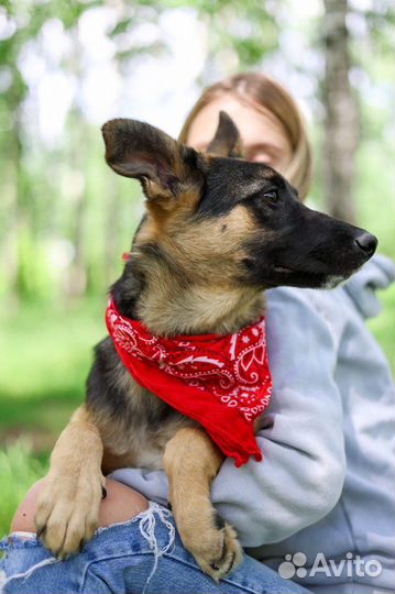 Джун щенок метис овчарки из приюта