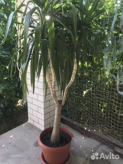Пальма юкка, фикус Бенджамина