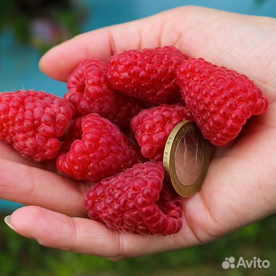 Саженцы малины с бешеным урожаем