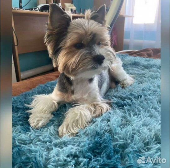 Йоркширский бивер вязка мальчик