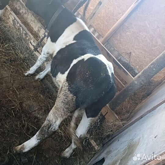 Бычок,хряк и свиноматки,поросята