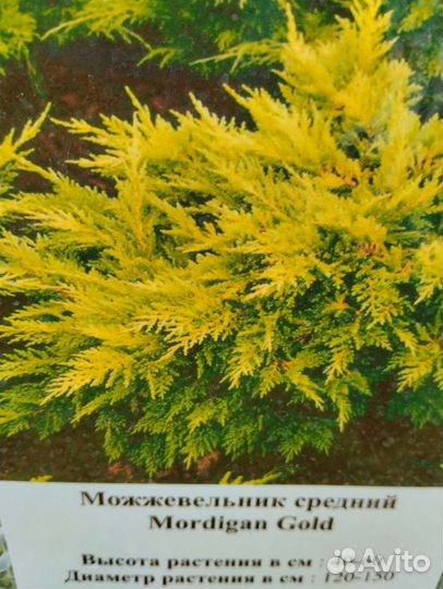 Можжевельник