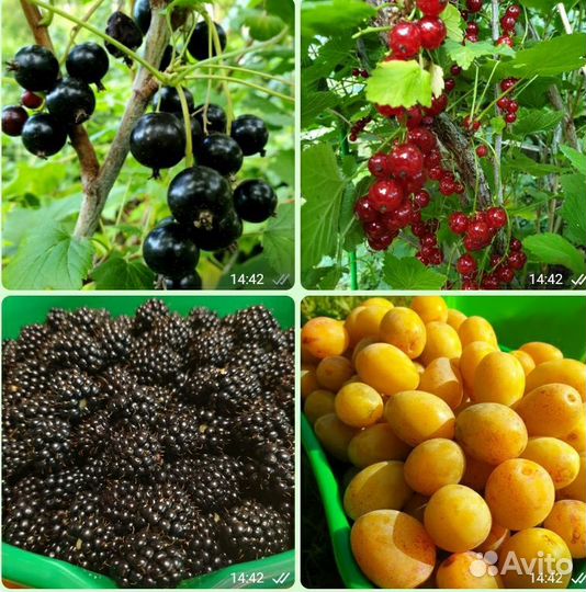 Саженцы смородина ежевика слива медовая
