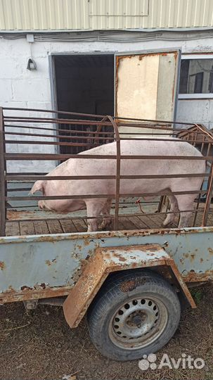 Хряк ландрас вязка