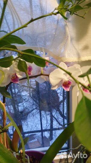 Орхидея фаленопсис