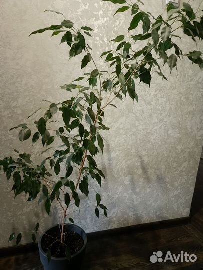 Фикус Бенджамина