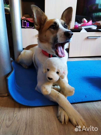 Погуляю с Вашей собакой