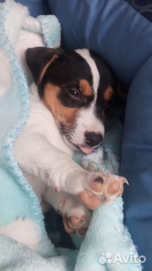 Джек Рассел терьер девочка