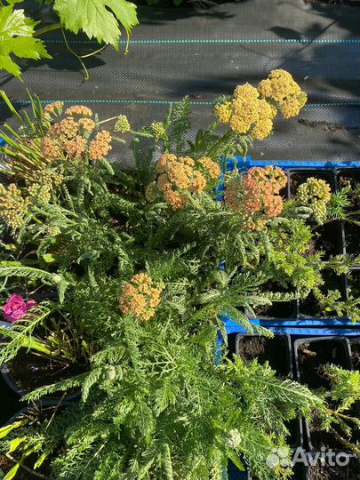 Многолетники