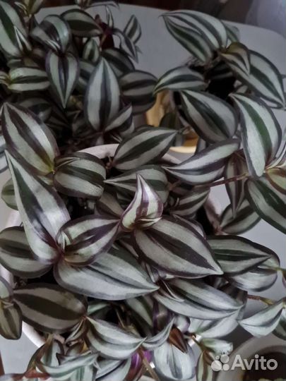 Традесканция зебрина