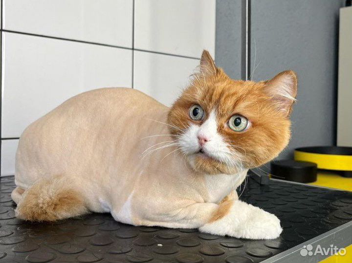 Стрижка кошек