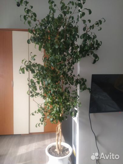 Замиокулькас,фикус,гибискус