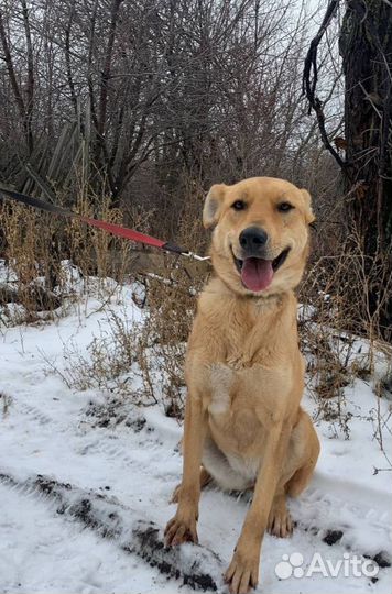 Витаминка. Обнимательная собака в добрые руки