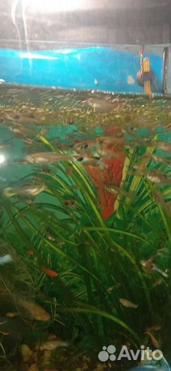 Аквариумные рыбки