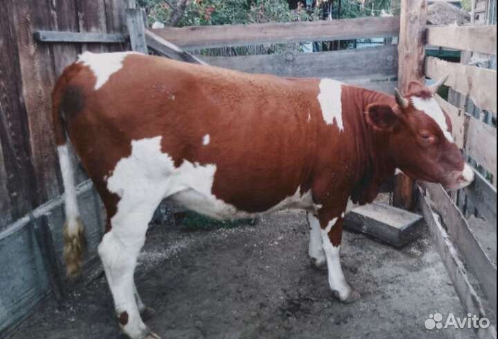 Телки стельные