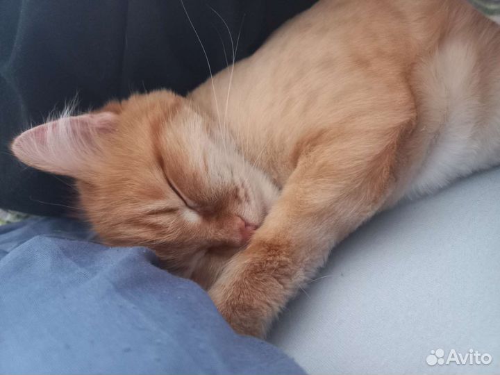 Кошки в добрые руки бесплатно