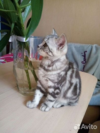 Британские расписные