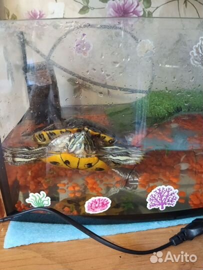 Аквариум