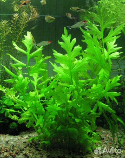 Валлиснерия спиральная,Гигрофила,Папоротник,Мох