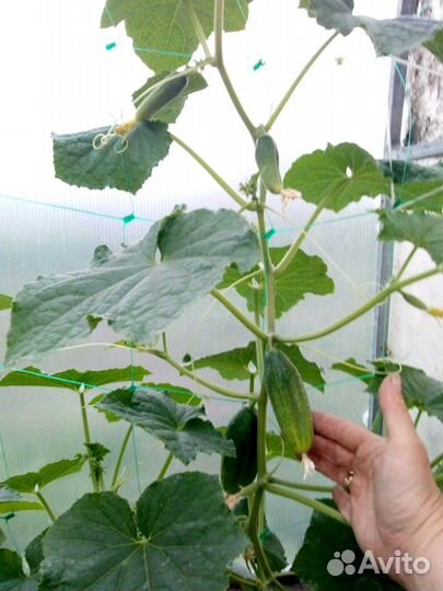 Домашние Огурцы свежие