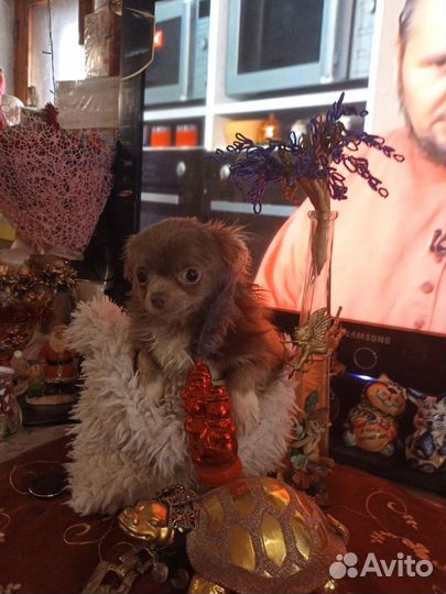 Вязка лиловый Чихуахуа