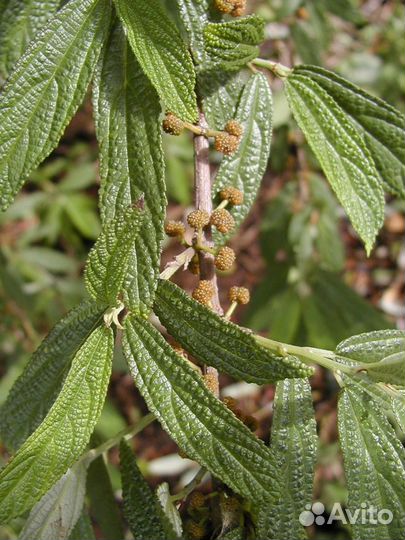 Дебрегеасия съедобная