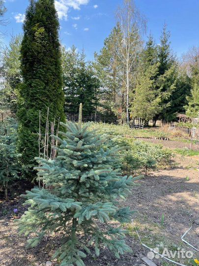 Саженцы ель голубая