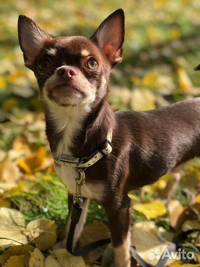 Вязка кобель чихуахуа