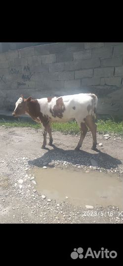 Продаются корова и телята