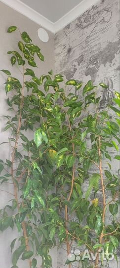 Драцена, фикус Бенджамина