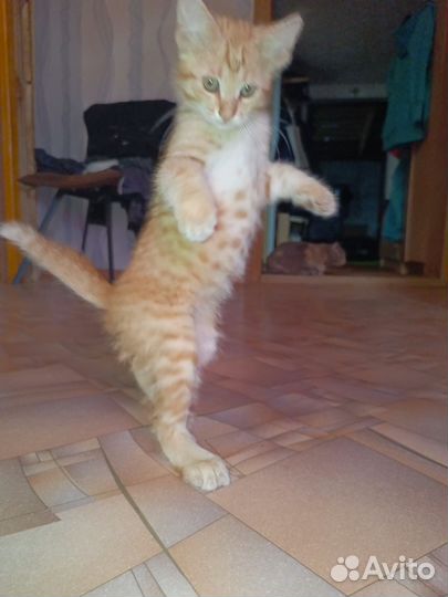 Рыжий котенок (мальчик)