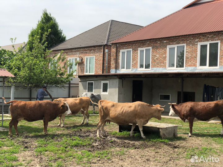 Коровы и телки