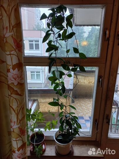 Хойя взрослые и детки и кактус