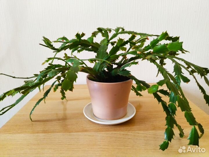 Цветок домашний декабрист