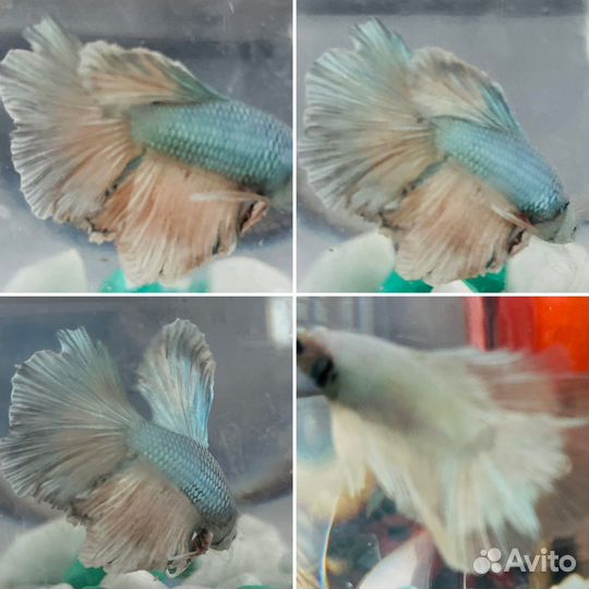 Аквариумные рыбки петушки