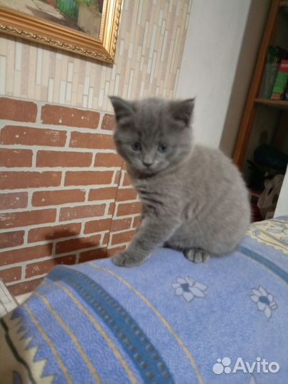 Отдам в хорошие руки котенка