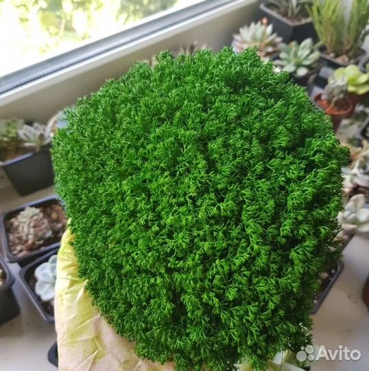 Стабилизированный мох кочки королевские опт