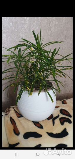 Кротон Пунктатум Золотая пыль, Аспидистра, Ананас