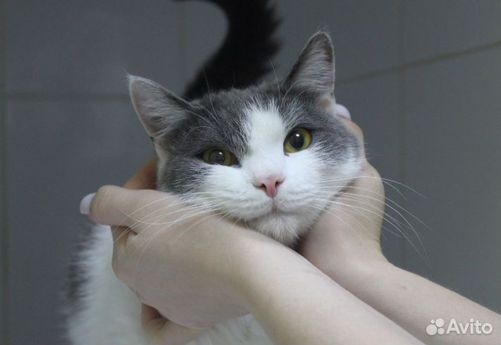 Котик в добрые ручки