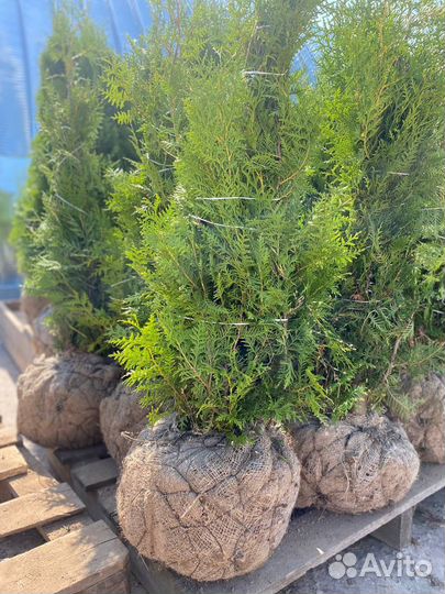Туя брабант из питомника