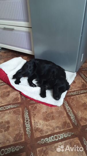 Русский спаниель