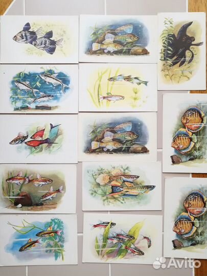 Открытки СССР 1968 Рыбки