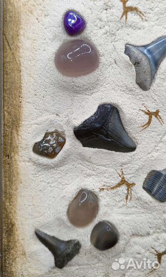 Зубы мегалодона, акул, трилобиты / Окаменелости