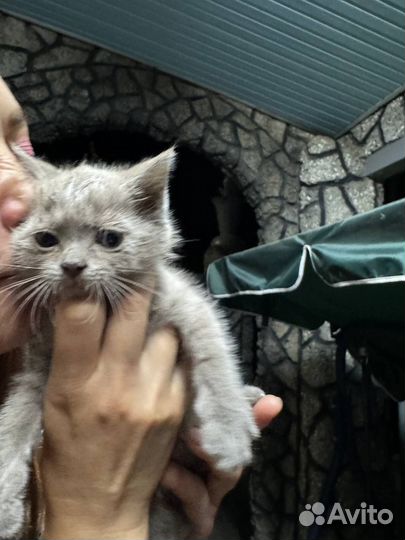 Отдаются в добрые ручки котята