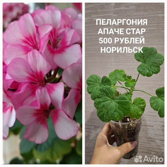 Пеларгония герань сортовая