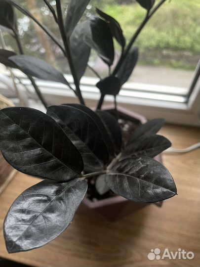 Замиокулькас черный