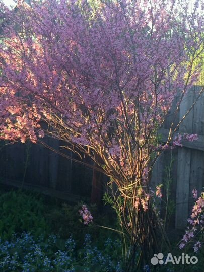 Саженцы кустарника миндаль