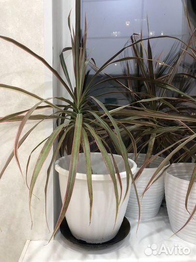 Комнатные домашние растения